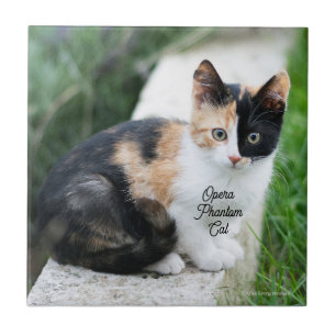 Opera Phantom Cat Tile