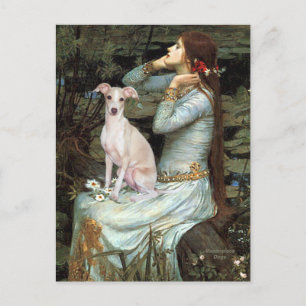 Ophelia - Italian Greyhound 5 Postcard