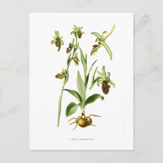 Ophrys araneifera postcard (Front)