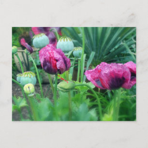 Opium Poppies Postcard