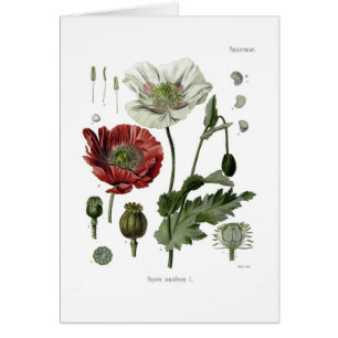 Opium poppy