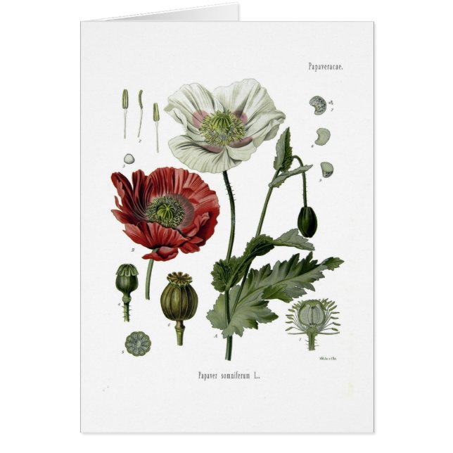 Opium poppy (Front)
