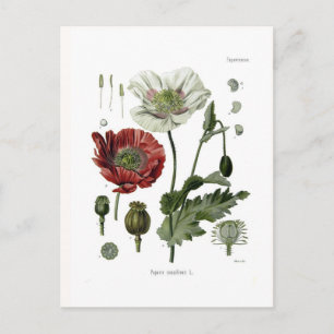 Opium poppy postcard