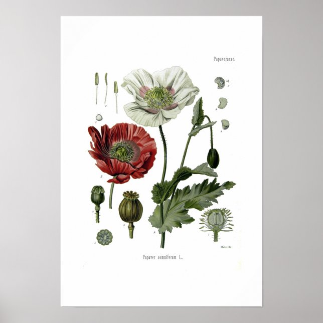 Opium poppy poster (Front)
