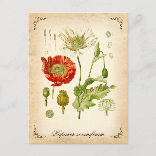 Opium poppy - vintage illustration postcard (Front)