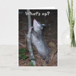 Opossum Card