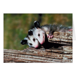 Opossum Card