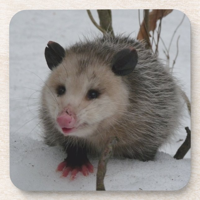 Opossum Coaster (Front)