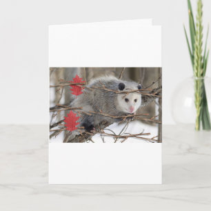 Opossum Nature Greeting Card