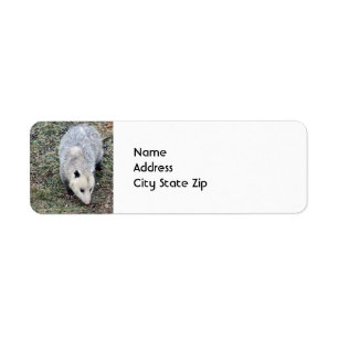 Opossum Photo