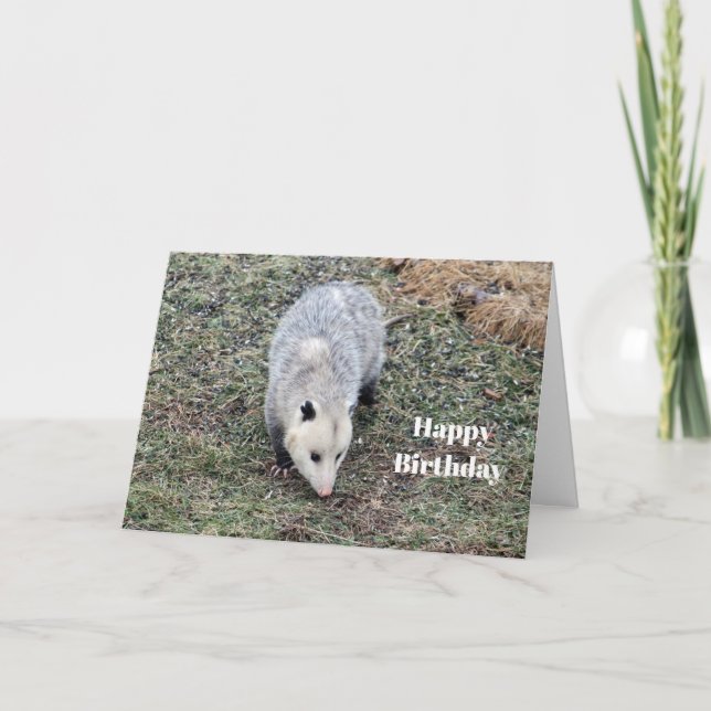 Opossum Photo Birthday Card (Front)