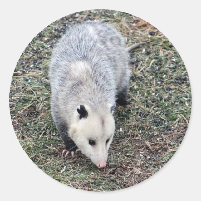 Opossum Photo Classic Round Sticker (Front)