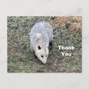 Opossum Photo Thank You Postcard