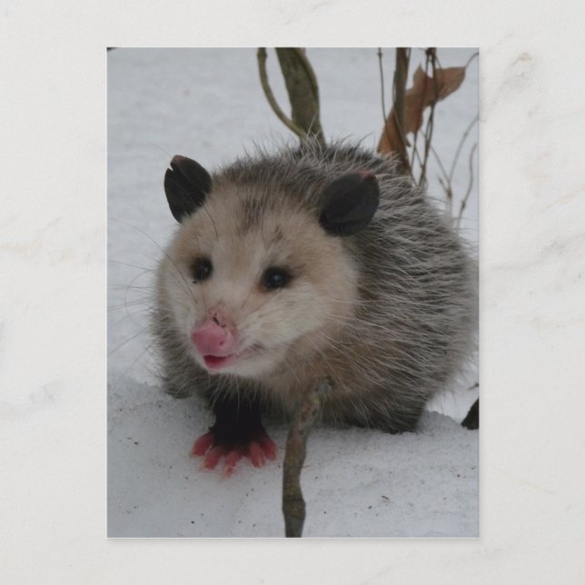 Opossum Postcard (Front)