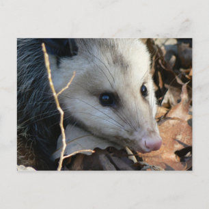 Opossum Postcard. Postcard