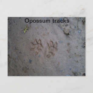 Opossum tracks postcard