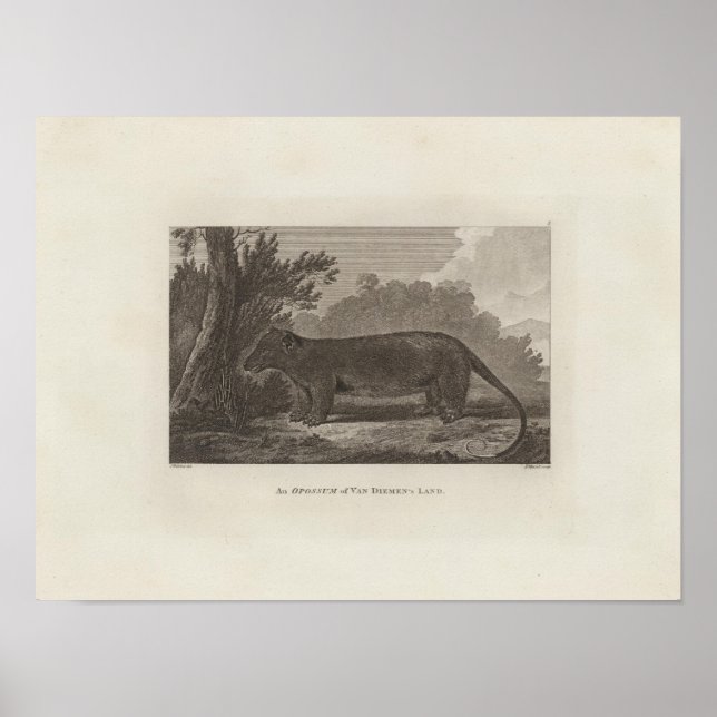Opossum, Van Diemen's Land, Tasmania Poster (Front)