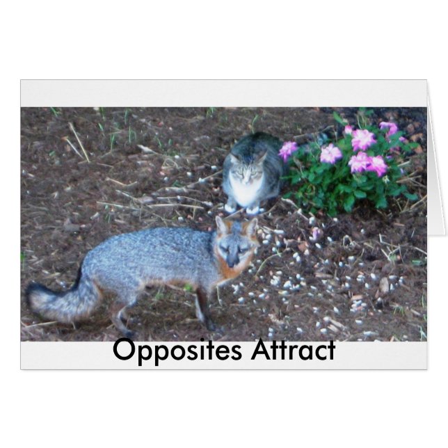 Opposites Attract (Front Horizontal)