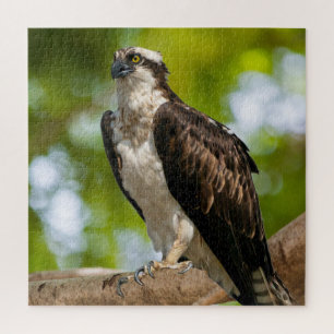 Opsrey in Colorado Jigsaw Puzzle