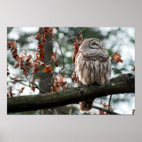 Optimistic Owl