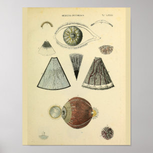 Optometry Eye Anatomy Medical Art Print