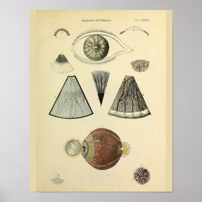 Optometry Eye Anatomy Medical Art Print (Front)