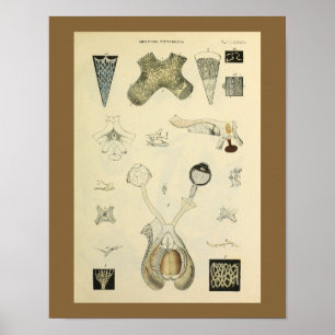 Optometry Eye Vision Anatomy Art Print