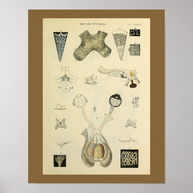 Optometry Eye Vision Anatomy Art Print (Front)