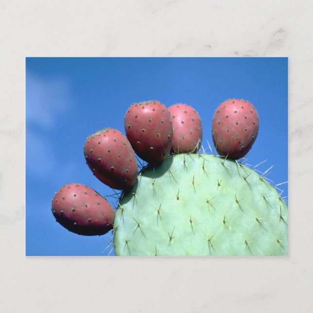 Opuntia megacantha (prickly pear) Desert Postcard (Front)