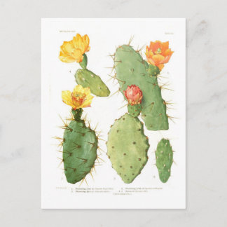 Opuntias Postcard