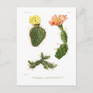Opuntias Postcard