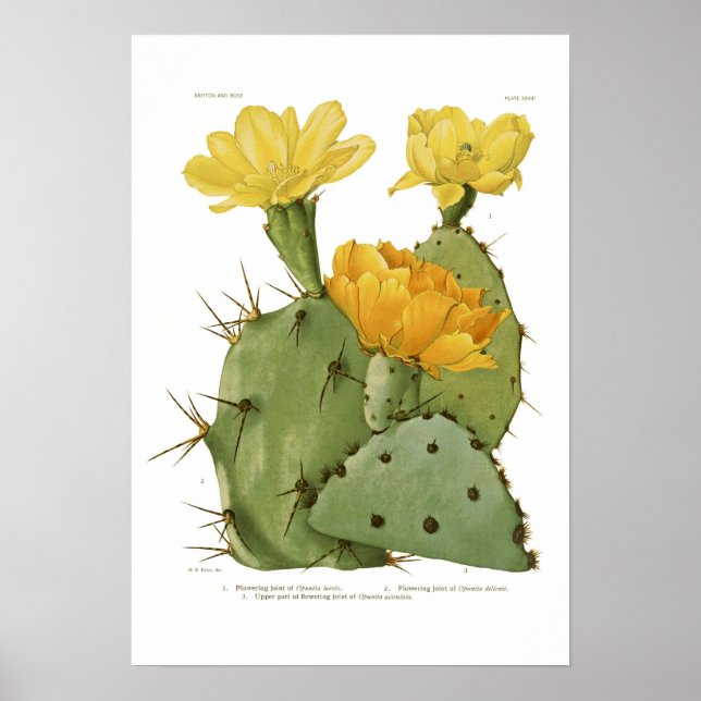 Opuntias Poster (Front)