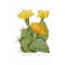 Opuntias