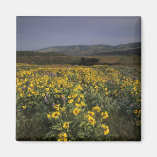 OR, Columbia River Gorge, Rowena Plateau, Tom Magnet
