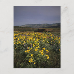 OR, Columbia River Gorge, Rowena Plateau, Tom Postcard