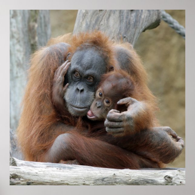 Orang Utan 001 Poster (Front)