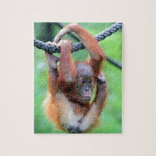 Orang Utan 029 Jigsaw Puzzle