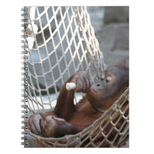 Orang-Utan Notebook