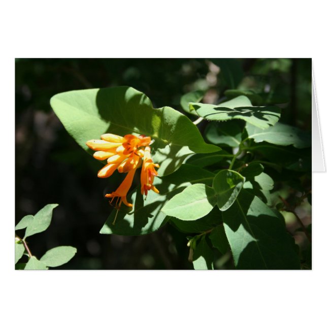 Orange (Front Horizontal)