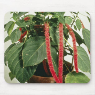 Orange Acalypha Hispida Chenille Plant flowers Mouse Mat
