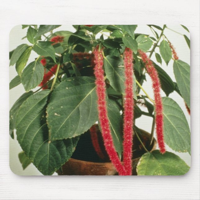 Orange Acalypha Hispida Chenille Plant flowers Mouse Mat (Front)
