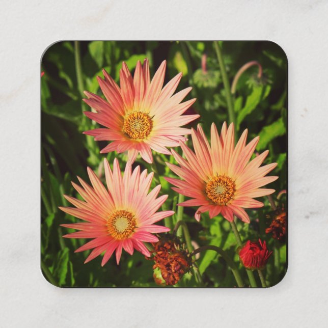 Orange African Daisies Square Business Card (Front)