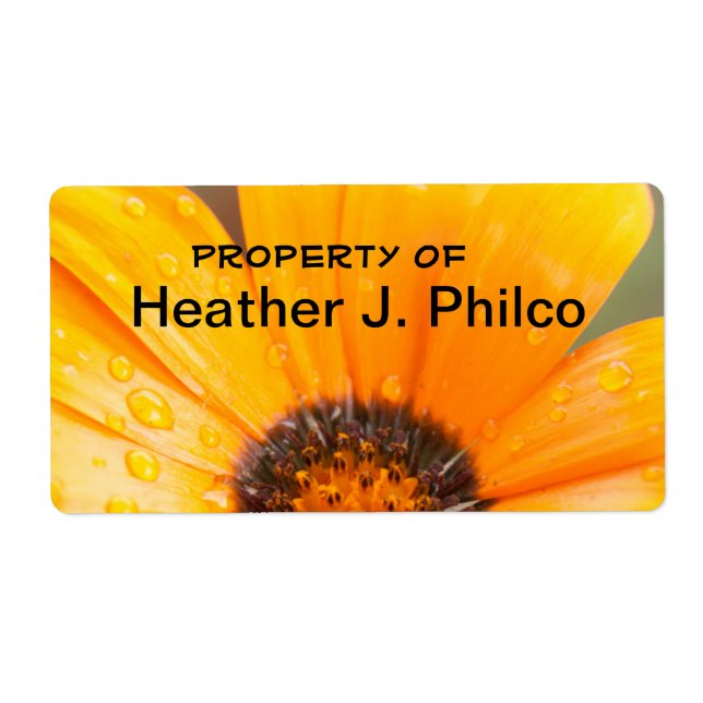 Orange African Daisy Close-Up Photograph (Front)