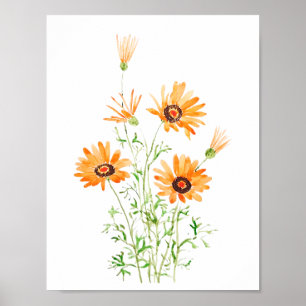 orange African wild daisy hand painted watercolor Poster