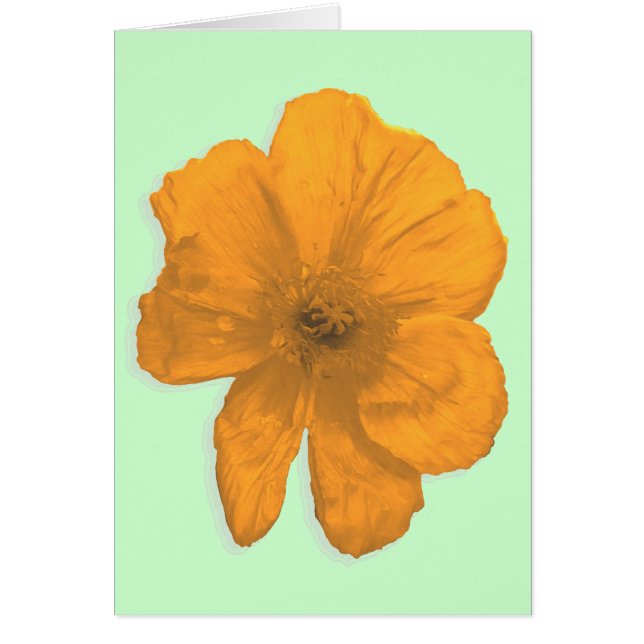 Orange Aid/ PopArt Flower (Front)