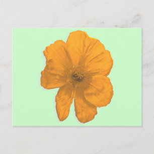 Orange Aid/ PopArt Flower Postcard