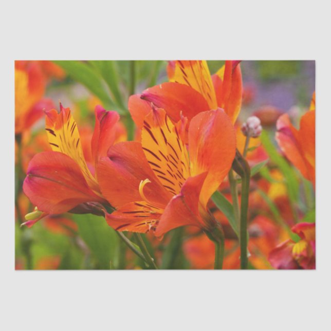 Orange Alstroemeria (Peruvian Lily) Tissue Paper (Front)