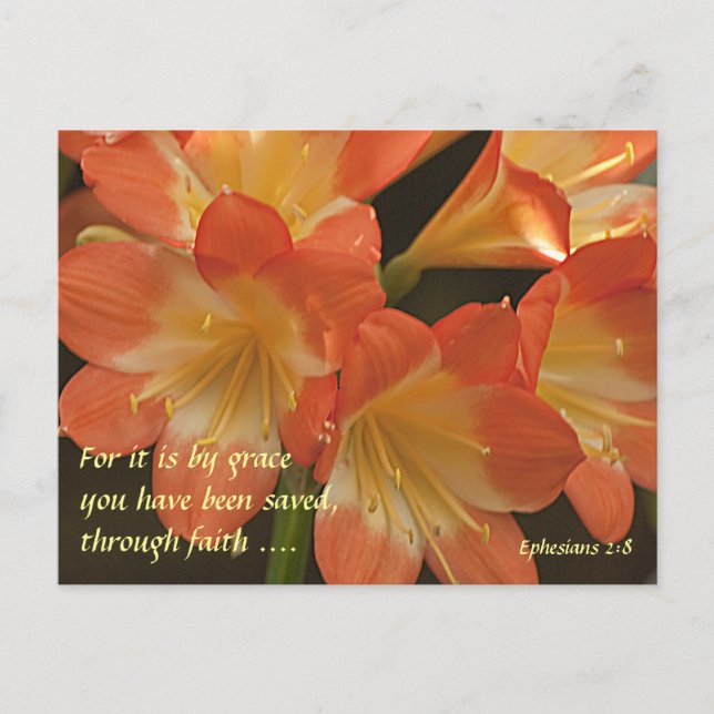 Orange Amaryllis Postcard (Front)