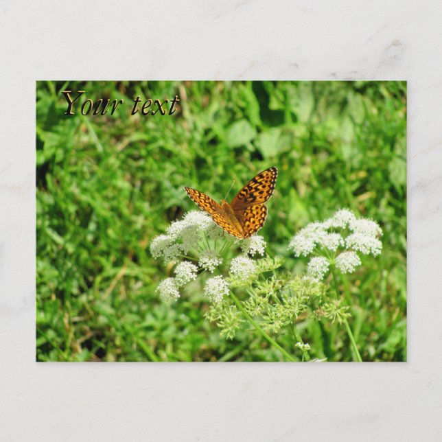 Orange and Black Butterfly with your text Postcard (Front)