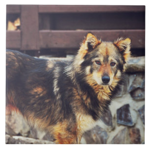 Orange and black dog tile